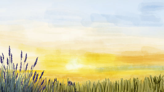 Watercolor painting of a field with lavender and a sunset.